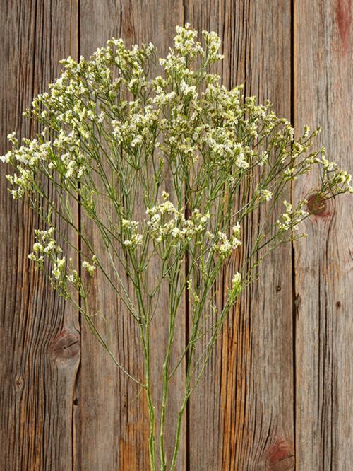 PINA COLADA WHITE WITH YELLOW CENTER LIMONIUM